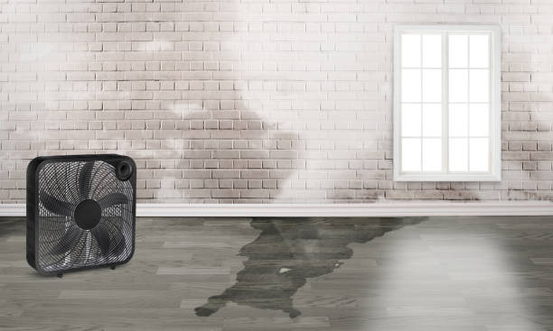 Best Professional water damage repair  in Saranac Lake, NY